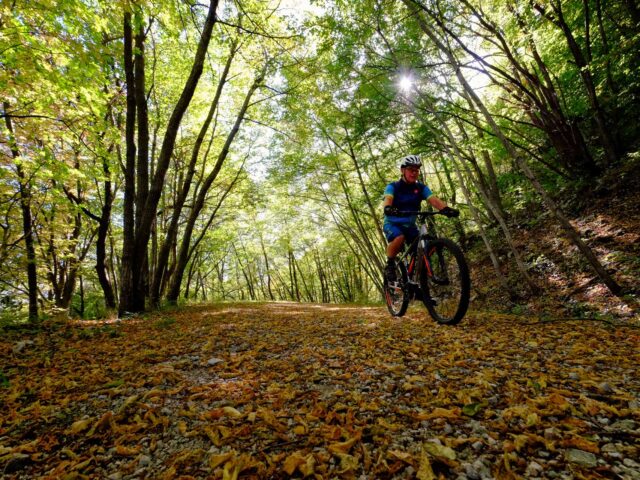 Bosco di Sant'Antonio